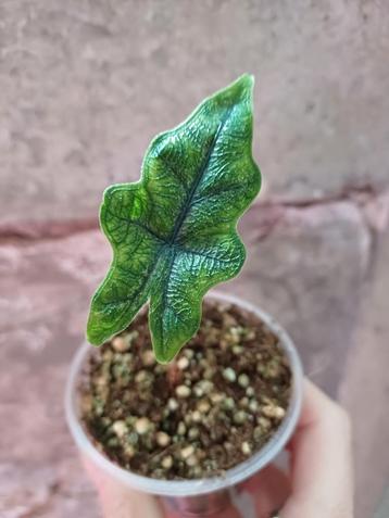 Alocasia jacklyn baby beschikbaar voor biedingen