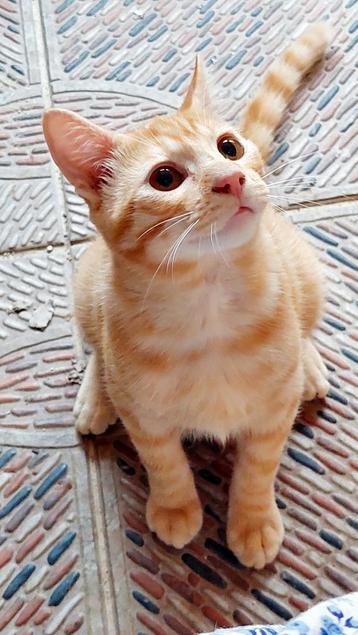 Lieve jonge rode knuffelkater Toffee beschikbaar voor biedingen