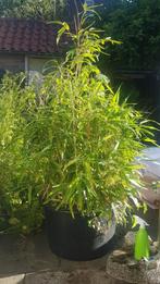 Bamboe fargesia 1.35 meter hoog, Ophalen, Bamboe, 250 cm of meer