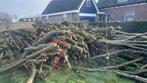 Haardhout op stam - Els en eik., 6 m³ of meer, Ophalen, Elzenhout, Stammen