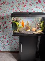 Aquarium Ferplast met vissen, Ophalen, Zo goed als nieuw, Gevuld zoetwateraquarium