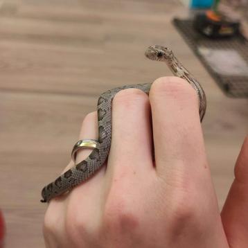 Rode rattenslang, Pantherophis guttatus, NK25 Anery M 0.0.1 beschikbaar voor biedingen