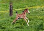 Schitterend welsh hengstveulen van A new story!, Dieren en Toebehoren, Pony's, Hengst, Recreatiepony, Met stamboom, 0 tot 2 jaar