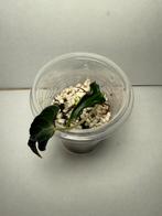 Alocasia Loco, Huis en Inrichting, Kamerplanten, Ophalen of Verzenden, Halfschaduw, Minder dan 100 cm