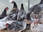 Mooie jonge krielkippen goede eileggers mooie kleuren, Dieren en Toebehoren, Meerdere dieren, Kip