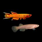 Kaap Lopez Killifish - Aphyosemion Australe, Dieren en Toebehoren, Vis, Zoetwatervis, Schoolvis