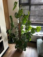 Gatenplant > zonder pot, Huis en Inrichting, Ophalen, Overige soorten, Minder dan 100 cm