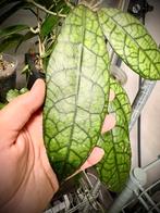 Hoya clemensiorum sp Borneo snijstek (laatste stekken 2025!), Overige soorten, Minder dan 100 cm, Bloeiende kamerplant, Halfschaduw