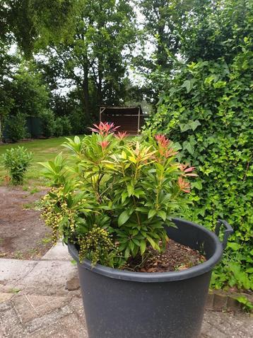 Pieris japonica 'Forest Flame' - Rotsheide beschikbaar voor biedingen