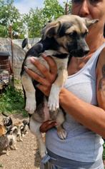 5 kleine pupjes ter adoptie, Dieren en Toebehoren, Honden | Niet-rashonden, Particulier, Rabiës (hondsdolheid), 15 weken tot 1 jaar