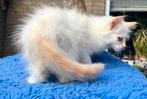 Neva /Siberische  kittens hypoallergeen met stamboom, Dieren en Toebehoren, Katten en Kittens | Raskatten | Langhaar, Meerdere dieren
