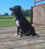 5 prachtige pups Border Collie x Australian Kelpie, Rabiës (hondsdolheid), 15 weken tot 1 jaar, Meerdere, Meerdere dieren