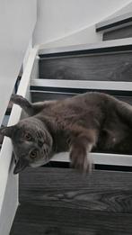 Lief brit, Dieren en Toebehoren, Katten en Kittens | Dekkaters