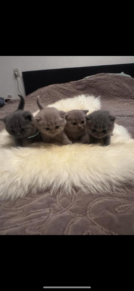 Britse korthaar, Dieren en Toebehoren, Katten en Kittens | Raskatten | Korthaar, Kater, Ontwormd