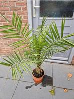 planten, Ophalen, Bloeit niet, Overige soorten, Volle zon