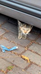 Kitten op straat gevonden ter adoptie, Poes