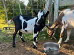 Leuke bonte geit, geboren 14 mei, Dieren en Toebehoren, Schapen, Geiten en Varkens, Vrouwelijk, Geit, 0 tot 2 jaar