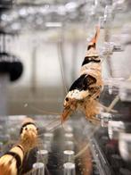 Black Bee caridina garnaal, Dieren en Toebehoren, Vissen | Aquariumvissen, Kreeft, Krab of Garnaal