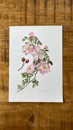 Hondsroos botanische print, Antiek en Kunst, Kunst | Etsen en Gravures, Ophalen of Verzenden