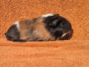 Sheltie blauw amber wit beertje grijs lief stamboom fok tam beschikbaar voor biedingen