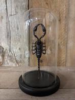 Stolp met opgezette schorpioen, Ophalen of Verzenden, Nieuw, Insect, Opgezet dier