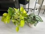 Epipremnum en scindapsus pictus exotica, Ophalen of Verzenden, Overige soorten, Minder dan 100 cm