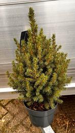Picea Glauca 'Conica' in pot, Bloeit niet, Minder dan 100 cm, Zuilboom, Ophalen