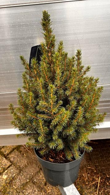 Picea Glauca 'Conica' in pot beschikbaar voor biedingen