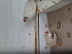 Jonge zebravinken, Dieren en Toebehoren, Vogels | Overige Vogels, Meerdere dieren