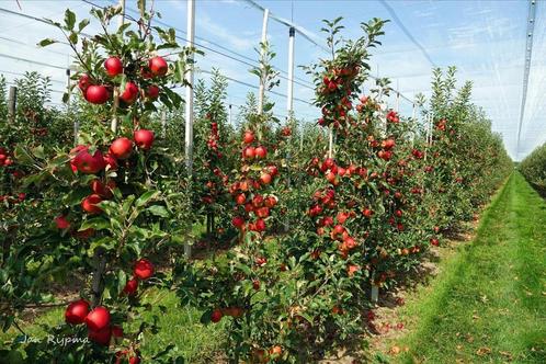 Halfstam appelbomen, perenbomen, pruimenbomen (fruitbomen), Tuin en Terras, Planten | Fruitbomen, Appelboom, 100 tot 250 cm, Volle zon