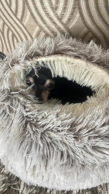 Honden- kattenmand 35cm beschikbaar voor biedingen