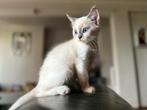 Perzische sphynx kitten, Ophalen, Zo goed als nieuw, Fantasy