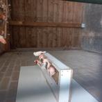 Harlekijn kanaries, Dieren en Toebehoren, Meerdere dieren, Kleurkanarie