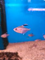 Bloedvlek tetra 8,25 pst eventueel bezorgd aan huis, Vis, Zoetwatervis, Schoolvis