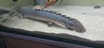 Polypterus ornatipinnis, Dieren en Toebehoren, Vis
