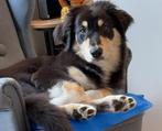 Australische herder te koop, Dieren en Toebehoren, Honden | Niet-rashonden, 15 weken tot 1 jaar, Reu, Eén hond, Middel