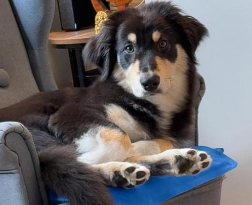Australische herder te koop, Dieren en Toebehoren, Honden | Niet-rashonden, Middel, Reu, Particulier, Eén hond, Nederland, 15 weken tot 1 jaar