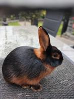 Konijnen te koop, Meerdere dieren