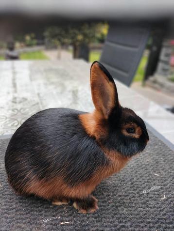 Konijnen te koop  beschikbaar voor biedingen