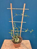 Caudex Fockea Edulis p10 (5), Ophalen of Verzenden, Halfschaduw, Minder dan 100 cm