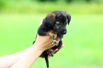 prachtige pups borador/friese stabij te koop, Dieren en Toebehoren, Honden | Retrievers, Spaniëls en Waterhonden, Overige rassen