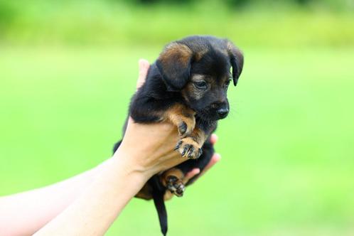 prachtige pups borador/friese stabij te koop, Dieren en Toebehoren, Honden | Retrievers, Spaniëls en Waterhonden, Meerdere dieren