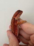Baardagaam. 100% Full monster, Dieren en Toebehoren, Reptielen en Amfibieën | Toebehoren, Ophalen of Verzenden