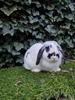 Hangoordwerg konijn, Dieren en Toebehoren, Mannelijk, Dwerg, Hangoor, 0 tot 2 jaar