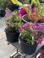 2 prachtige bougainvillea struiken in pot aangeboden!!!, Volle zon, Vaste plant, Zomer, Ophalen