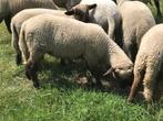 Gevraagd Duitse zwartkop ooien, Dieren en Toebehoren, Schapen, Geiten en Varkens, Vrouwelijk, Schaap, 0 tot 2 jaar