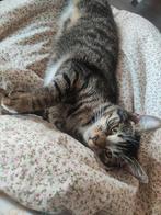Prachtig lieve kitten streepjes tijgertje, Dieren en Toebehoren, Katten en Kittens | Overige Katten, Kortharig, 0 tot 2 jaar, Poes