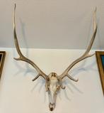 Elk antlers, Ophalen