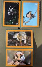 Artis dekamarkt nr: 81,82,83&84, Verzamelen, Supermarktacties, Dekamarkt, Ophalen of Verzenden