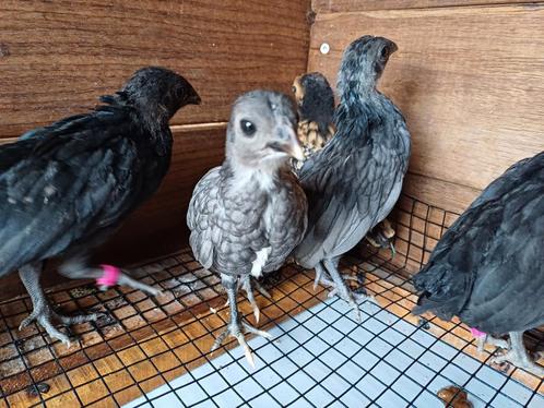 Sebright hennen (ingeënt), Dieren en Toebehoren, Vogels | Overige Vogels, Vrouwelijk